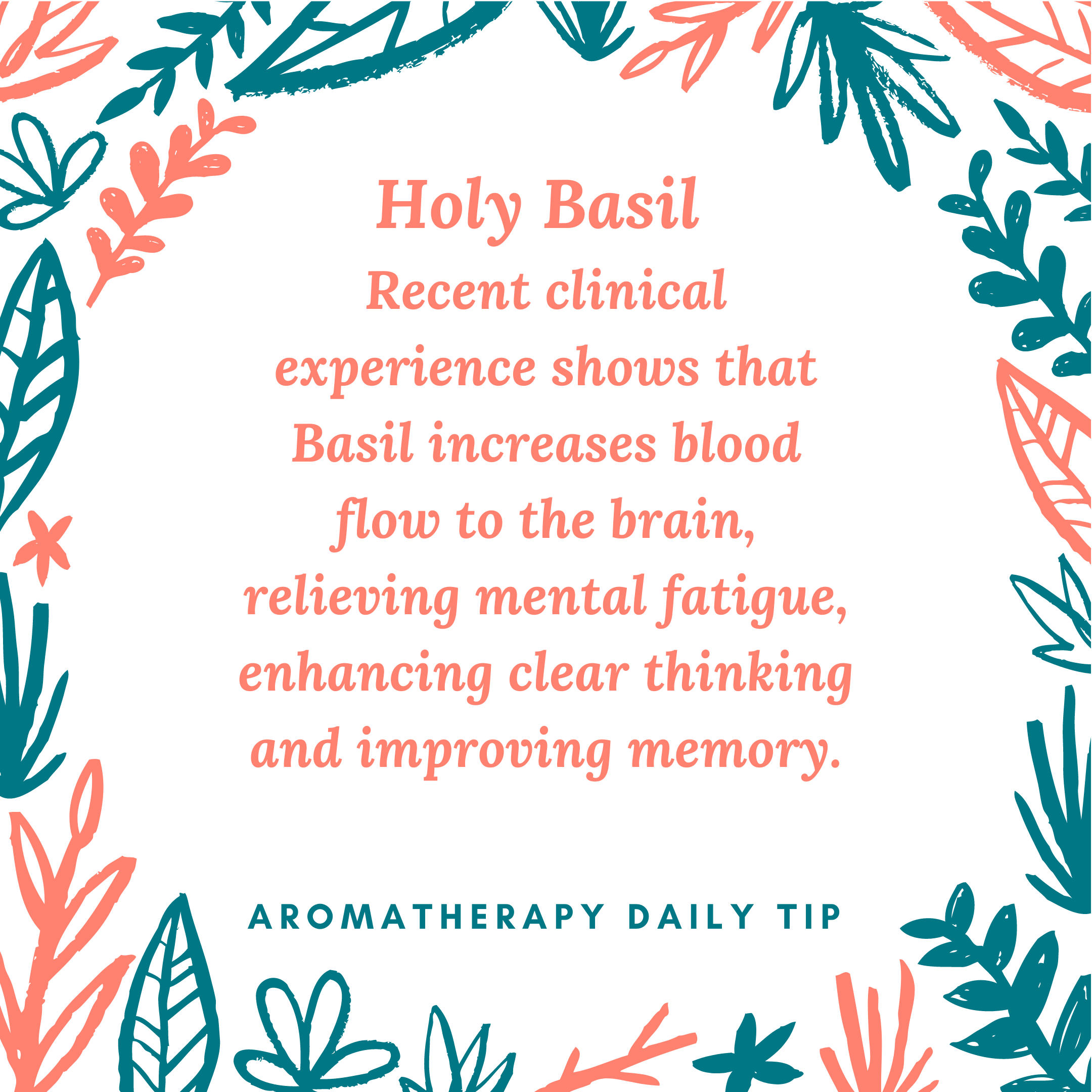 HOLY BASIL ESSENTIAL OIL TIP