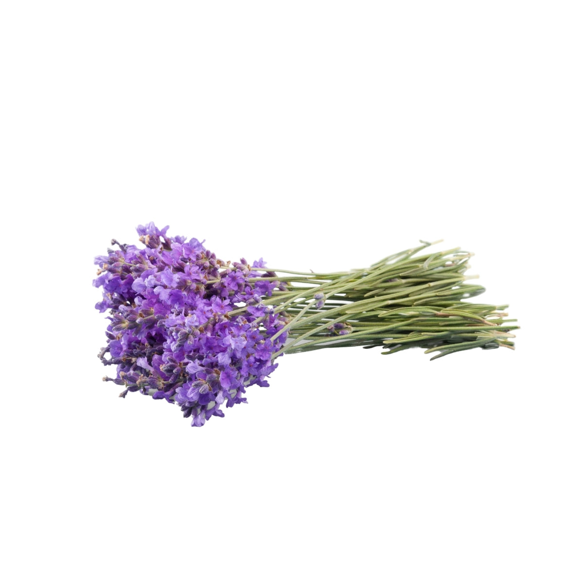 sprigs of lavender plants AromaThyme Aromatherapy Lavender Bulgarian Essential Oil Wild