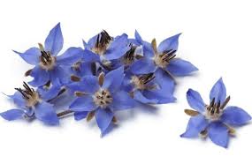 plant of purple tansy flowers