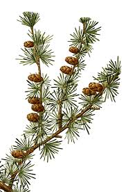 Fir Silver Organic Essential Oil