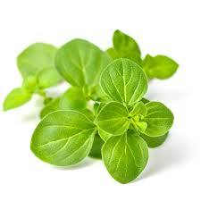 Close-up of oregano plant green leaves on a white background