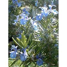 Tuscan Blue Rosemary plant with blue flowers in a natural setting