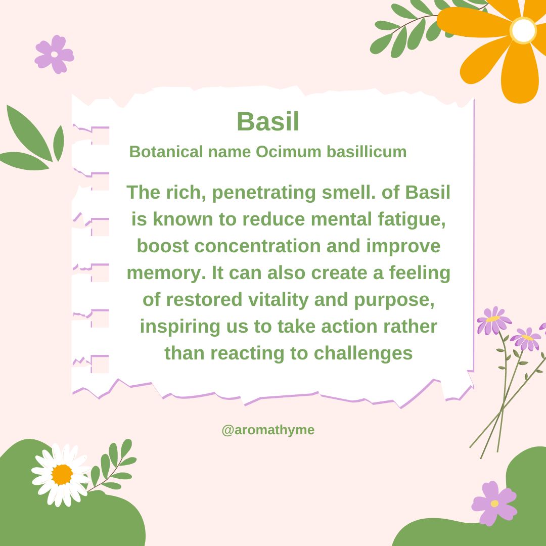 Basil Essential Oil for Mental Fatigue and Concentration