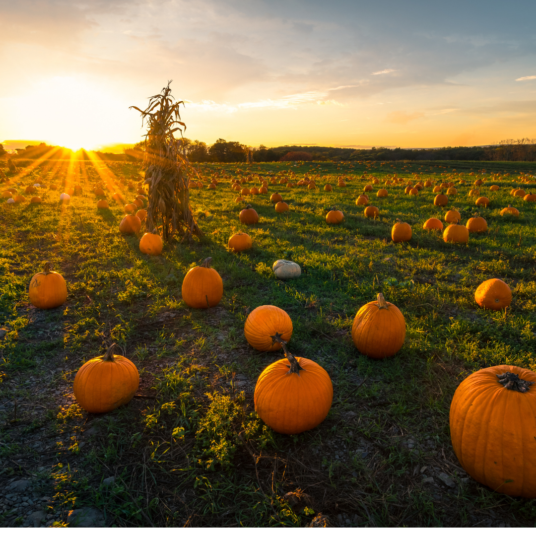 pumpkin seed organic carrier oil