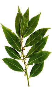 Bay Laurel Essential Oil