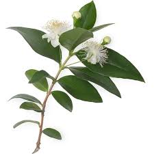 Branch of a plant with green leaves and white flowers on a white background