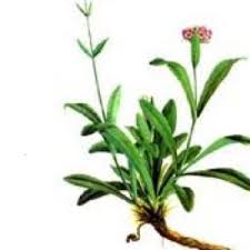 Illustration of a spikenard plant with green leaves and a pink flower on a white background-product spikenard essential oil valley of the moon aromatherapy